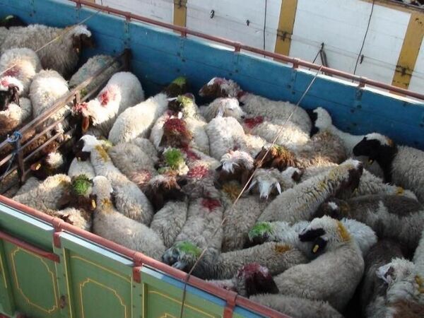 بازدداشت ۲ تبعه ایرانی در حال قاچاق ۲۳۲ راس دام در مرز مهران