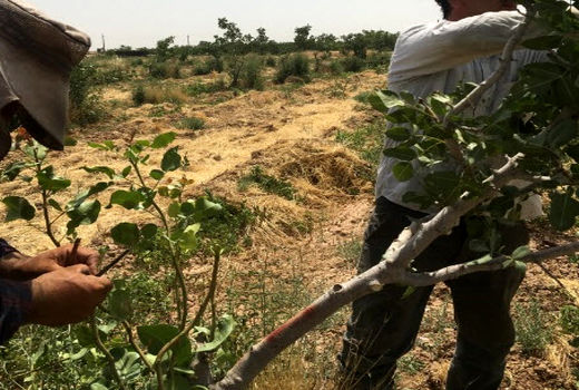احیای درختان پسته با سرشاخه‌کاری فراهم می‌شود