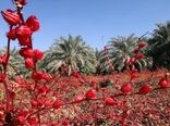 کاهش تولید چای ترش ایرانی به‌دلیل عدم ورود حقابه هیرمند