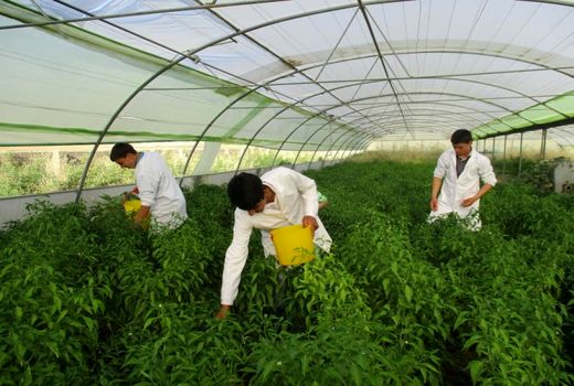 توسعه کشت محصولات گلخانه‌ای در دستور کار قرار دارد