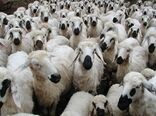 هویت دار کردن دام سبک و سنگین از قاچاق آن جلوگیری می کند