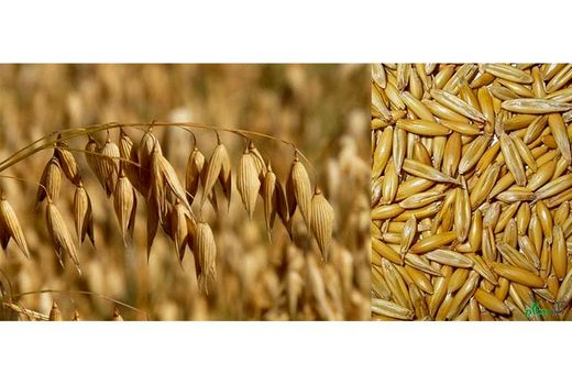 کشت جو در 7700 هکتار مزارع بهشهر/تولید 22 هزار تن محصول