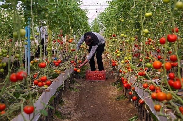 پرداخت یارانه به متقاضیان گلخانه درگزین
