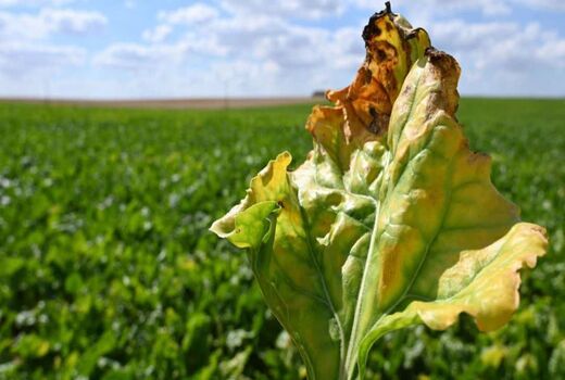 مدیریت تلفیقی؛ راهکار عبور از محدودیت کنترل بیماری‌های خاکزاد