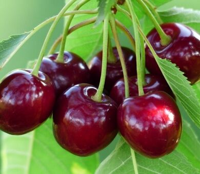 برداشت گیلاس از باغات چهارمحال و بختیاری