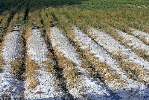  بیش از 30 درصد از اراضی آبی تحت تأثیر شوری قرار دارند