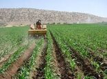 طرح جهش تولید در 32 هزار هکتار از دیمزارهای چهارمحال و بختیاری درحال اجراست