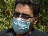 آغاز برداشت میوه‌های تابستانه در گلپایگان