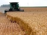 پیش بینی برداشت ۷۵ هزار تن گندم از مزارع روانسر