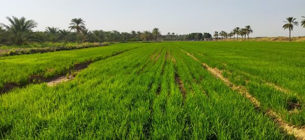 برگزاری دوره آموزشی مدیریت آب در کشت خشکه‌کاری برنج