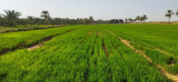 برگزاری دوره آموزشی مدیریت آب در کشت خشکه‌کاری برنج