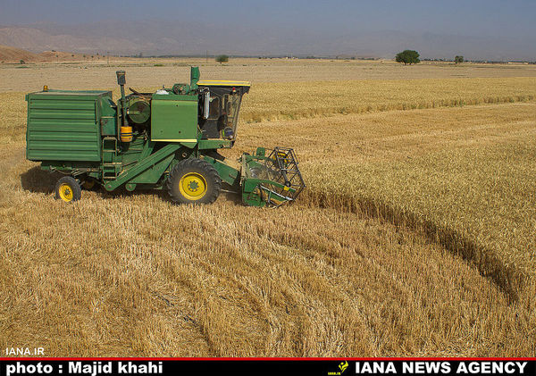 خرید هزار تن گندم از کشاورزان خراسان جنوبی