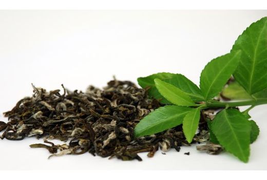 برداشت 3700 تن برگ سبز چای در تنکابن