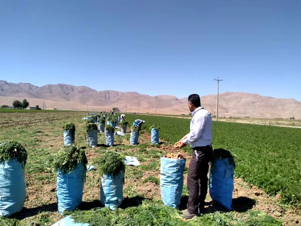 پیش بینی تولید 90 هزارتن هویج در اقلید