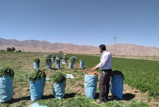 پیش بینی تولید 90 هزارتن هویج در اقلید