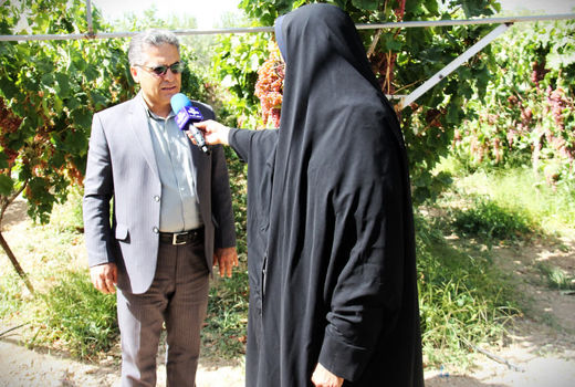 طرح اصلاح و احیای باغات انگور چهارمحال و بختیاری/طرح احیا با ارقام جدید