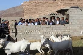 اجرای طرح اصلاح نژاد بز بومی در طبس