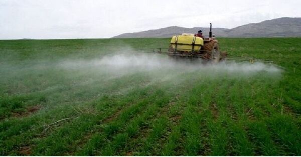 سمپاشی هزار و ۵۰۰ هکتار از گندم‌زارهای خراسان شمالی علیه آفت سن