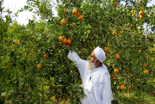 برداشت بیش از31 هزارتن مرکبات درسیستان وبلوچستان