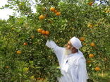 برداشت بیش از31 هزارتن مرکبات درسیستان وبلوچستان