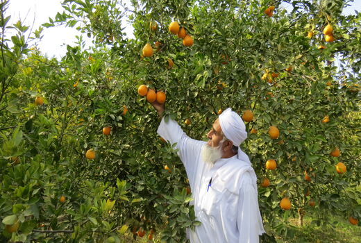 برداشت بیش از31 هزارتن مرکبات درسیستان وبلوچستان