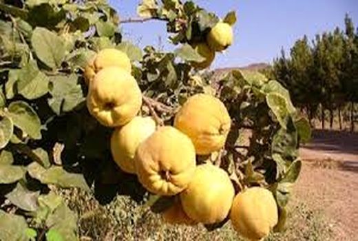 تولید ۲۳۰۰ تن میوه بِه در بوانات 