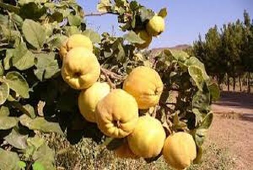 تولید ۲۳۰۰ تن میوه بِه در بوانات 