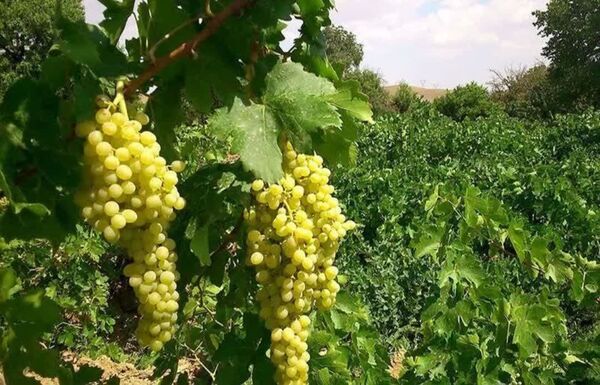 باغهای انگور مرودشت به بار نشست؛ برداشت ۱۰ هزار تن انگور