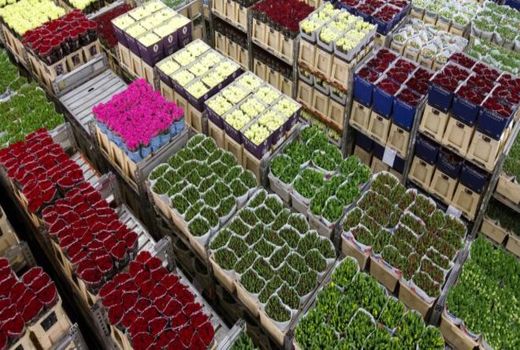 پیش بینی افزایش 100درصدی صادرات گل شاخه بریده  با یارانه سوخت هواپیماهای باری 