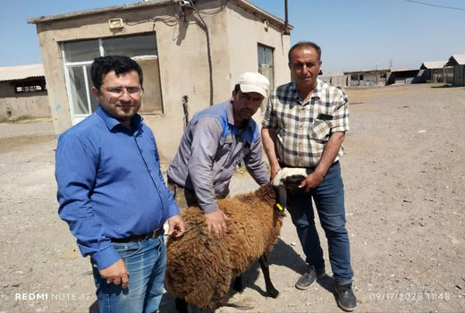 اجرای طرح خرید و توزیع قوچ‌های اصلاح نژادی شال در استان قزوین