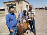 اجرای طرح خرید و توزیع قوچ‌های اصلاح نژادی شال در استان قزوین