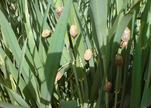 سطح مبارزه با آفت سن غلات در مزارع مهاباد به ۲۱ هزار هکتار رسید