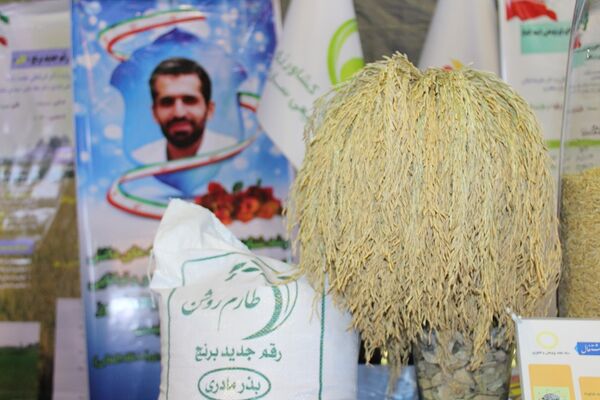 خودکفایی در تولید برنج با کشت ارقام هسته‌ای روشن و شهریار