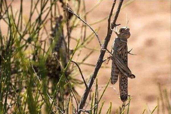 مبارزه با آفت ملخ در سطح ۲۹۵۰ هکتار از اراضی کشاورزی اصفهان