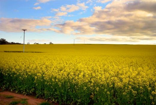 افزایش 50 درصدی کشت کلزا در جویبار/کشت محصول در 1800 هکتار