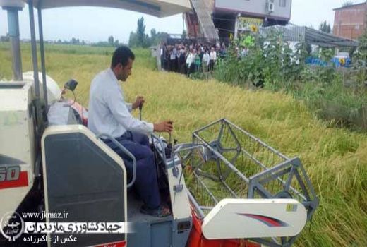 100 هزار هکتار از شالیزارهای مازندران مکانیزه برداشت شد