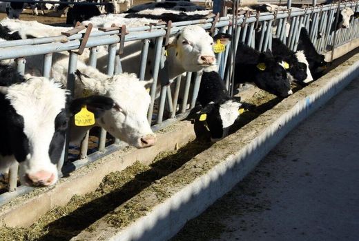 اجرای طرح اصلاح نژاد دام در تیران و کرون نیازمند تسهیلات بانکی است