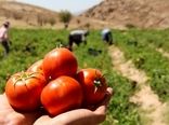 پیش‌بینی برداشت ۵۵۸ هزار تن گوجه‌فرنگی از مزارع قزوین با رعایت الگوی کشت