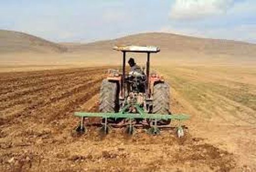 انعقاد بیش از 2 هزار هکتار قرارداد کشت کلزا در خوزستان