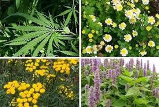 افزایش 50 درصدی سطح زیر کشت گیاهان دارویی در سپیدان