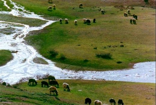 اجرای طرح تحول احیای پوشش گیاهی و تولید علوفه در ۵۰ میلیون هکتار از مراتع کشور