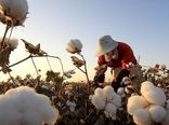 اجرای کشت‌های جایگزین در بیش از هزار هکتار از اراضی کشاورزی