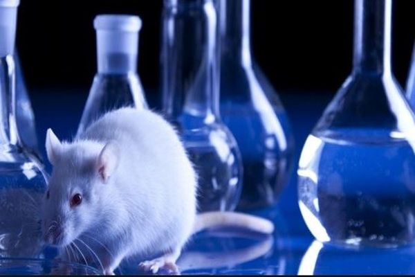 توسعه صادرات حیوانات آزمایشگاهی و فرآوردههای بیولوژیک در دستور کار است