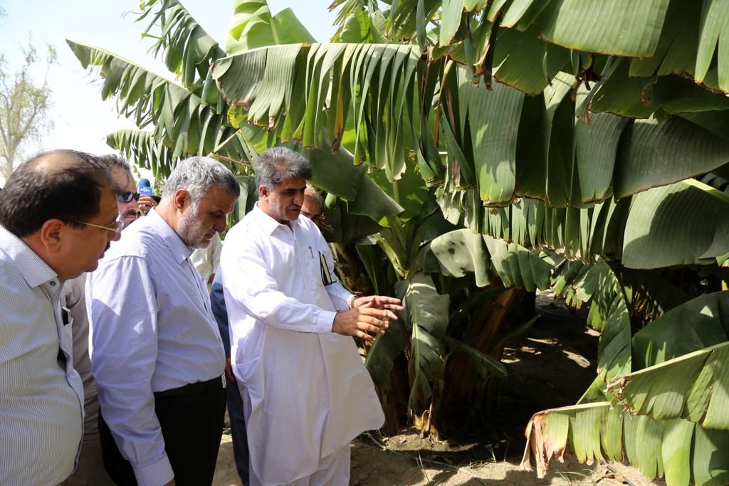 بازدید وزیر جهاد کشاورزی از باغات مدرن موز و انبه مجتمع کشت و صنعت و دامپروری زرآباد در سیستان و بلوچستان