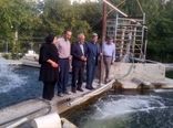 برای اولین بار در کشور، استفاده از عرقیات گیاهی در پرورش ماهی در آذربایجان شرقی 
