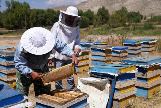 تولید سالانه ۶۹۷ تن عسل در قزوین