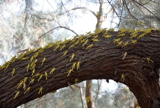 سطح مبارزه باملخ هابه 178هزارهکتاررسید
