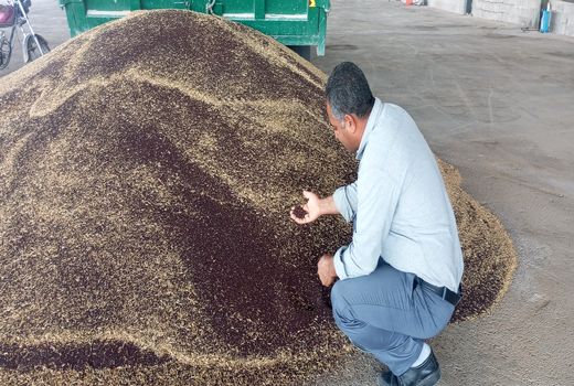 آغاز برداشت دانه روغنی کلزا از مزارع شهرستان داراب 