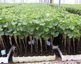 ۱۰۰ هزار اصله نهال گلدانی از ارقام برتر انگور برای نخستین بار در خراسان شمالی تولید شد 