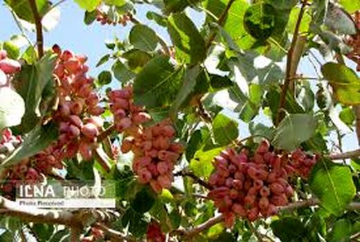 پیش‌بینی برداشت دو هزار و ۶۰۰ تُن پسته در خراسان شمالی